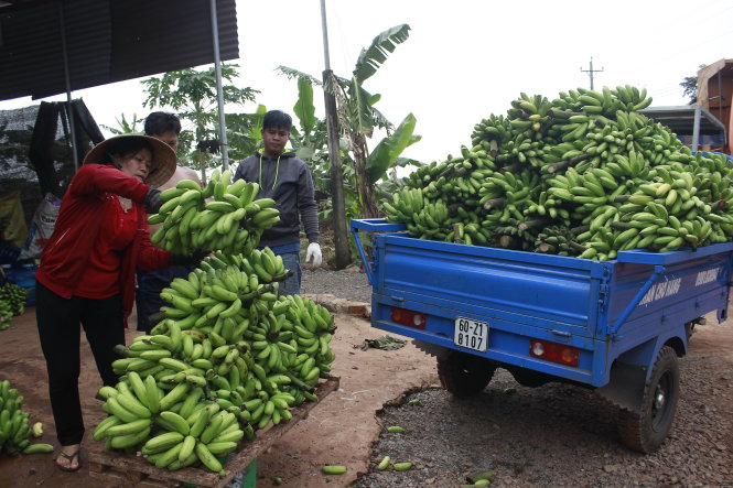 Thương lái thu mua chuối tại huyện Thống Nhất, Đồng Nai - Ảnh: NGUYỄN TRÍ