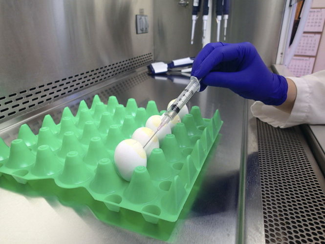 USDA phát hiện virút cúm gia cầm từ một quả trứng gà - Ảnh: Reuters