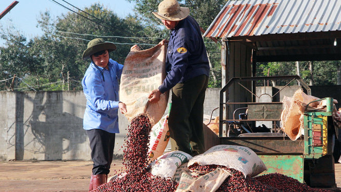 Doanh nghiệp cà phê kỳ vọng lễ hội cà phê sẽ được tổ chức tốt để tăng kết nối, nâng giá trị cà phê Việt. Trong ảnh: phơi sấy cà phê tại một doanh nghiệp cà phê ở huyện Krông Pắk, Đắk Lắk - Ảnh: T.B.D.