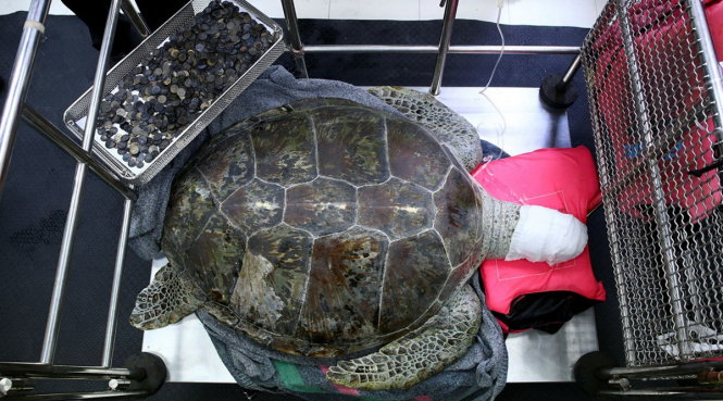 Con rùa 25 tuổi sau khi được phẫu thuật - Ảnh: Reuters