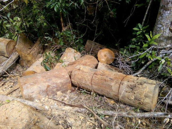 Nhiều khúc gỗ tang vật tại tiểu khu 205 rừng phòng hộ Khánh Phú (Khánh Vĩnh, Khánh Hòa) bị cắt khúc, bỏ lại trong rừng - Ảnh: A.XUÂN
