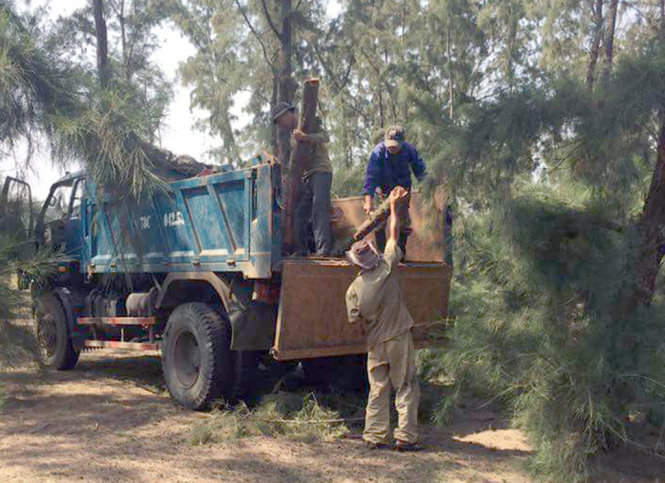 Một chiếc xe chở gỗ phi lao tại rừng phòng hộ ven biển xã Hòa Hiệp Bắc bị phát hiện - Ảnh: KIM THỦY