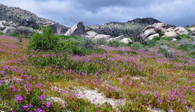 Sa mạc Anza-Borrego tưng bừng sắc hoa sau mùa đông ẩm ướt - Ảnh: Independent/Instagram