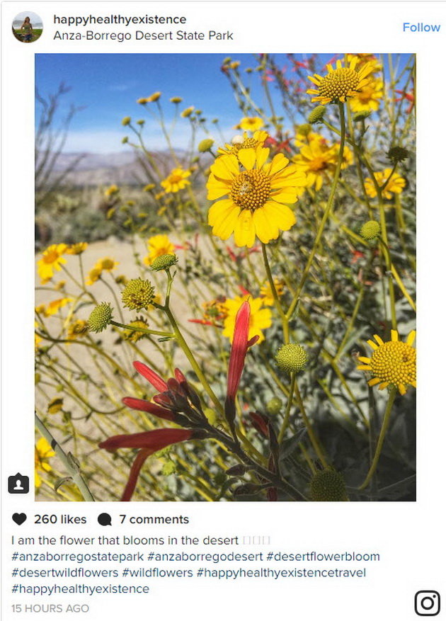 Hình ảnh sa mạc Anza-Borrego nở hoa được chia sẻ trên mạng Instagram