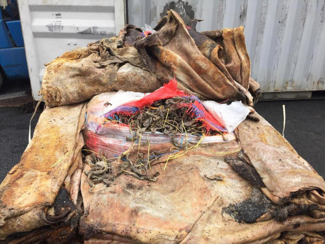 Cá ngựa nhập lậu được cất giấu trong những tấm da ngựa và lừa bị Hải quan Hải Phòng phát hiện ngày 10-3 - Ảnh: Hải quan Hải Phòng