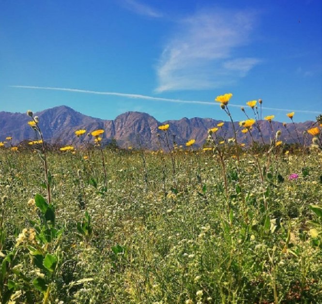 Những đóa hoa sặc sỡ đua nhau khoe sắc trên sa mạc - Ảnh: Instagram