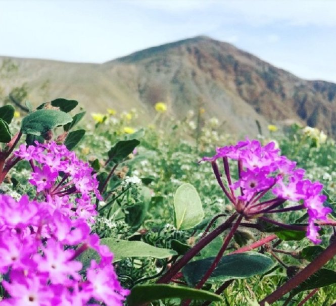 Những đóa hoa sặc sỡ đua nhau khoe sắc trên sa mạc - Ảnh: Instagram