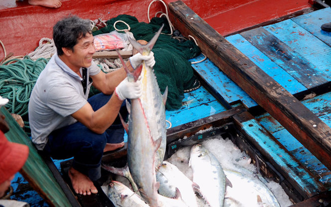 Ngư dân vui mừng vì trúng mẻ cá bè quỵt kỷ lục – Ảnh: QUỐC NAM