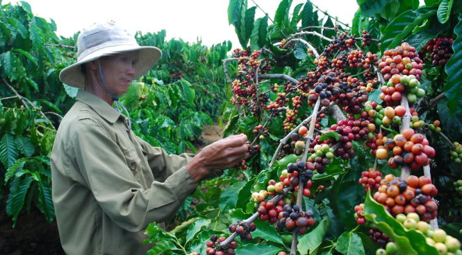 Thu hái cà phê xanh là một trong nhiều nguyên nhân khiến hạt cà
phê VN bị thế giới đánh giá xấu về chất lượng. Trong ảnh: Nông dân
Đắk Lắk thu hoạch cà phê - Ảnh: B.D
