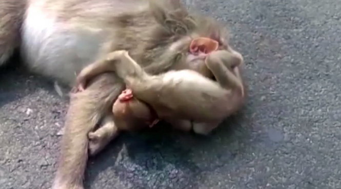 Khỉ con vật vã bên xác mẹ khiến người xem rưng rưng - Ảnh chụp từ clip