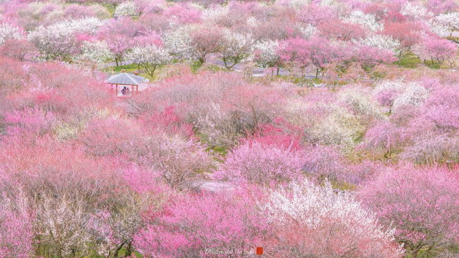 Những ngày này nhiều nơi ở Nhật bừng sắc hoa mận - Ảnh: BoredPanda