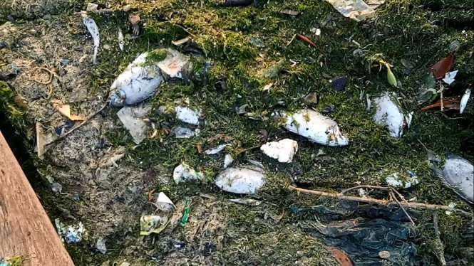 Cá chết trắng bờ đầm Thủy Triều (xã Cam Thành Bắc, huyện Cam Lâm, Khánh Hòa) - Ảnh: THÁI THỊNH căt từ video
