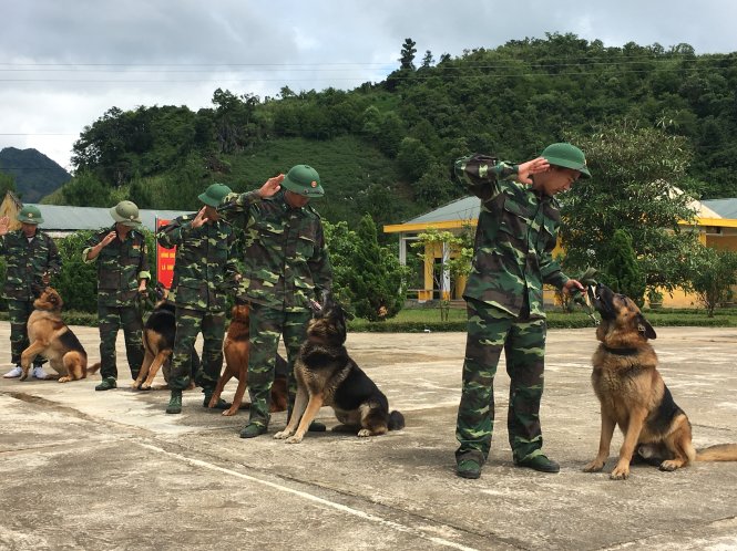 Các huấn luyện viên đồn biên phòng Huổi Luông huấn luyện các chú chó chiến đấu - Ảnh: MY LĂNG