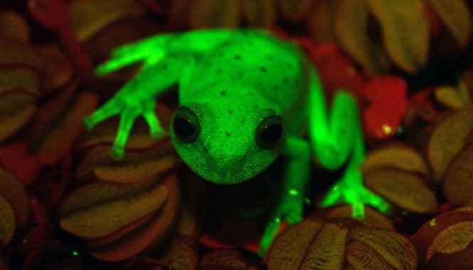 'Da ếch huỳnh quang' dưới tia cực tím - Ảnh: AFP