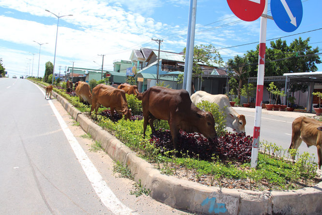 Đàn bò hơn 15 con thường được thả rong ngoài đường tàn phá hoa, cây xanh hơn 1 tháng nay nhưng vẫn chưa bị xử lý - Ảnh: DUY KHANH