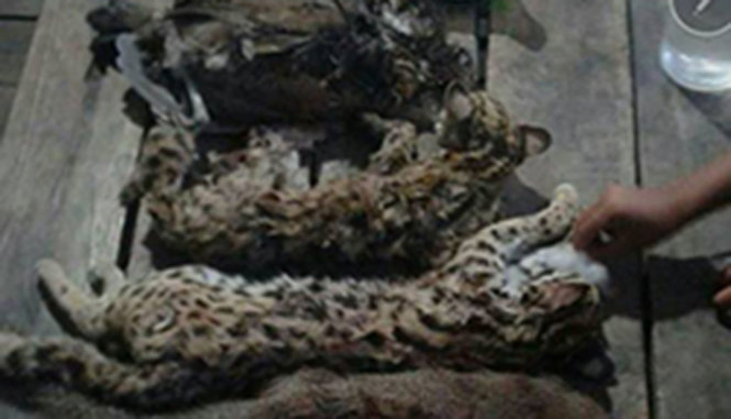 Hình thú rừng chết đăng trên facebook Jeenphet - Ảnh: Bangkok Post