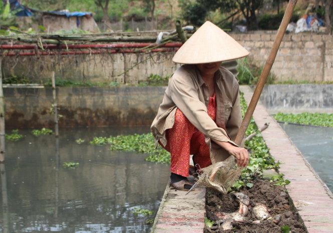 Bà Trần Thị Tuyết vớt cá chết đem đi chôn 3-4 ngày, hôm nay vẫn chưa hết - Ảnh: Chí Tuệ