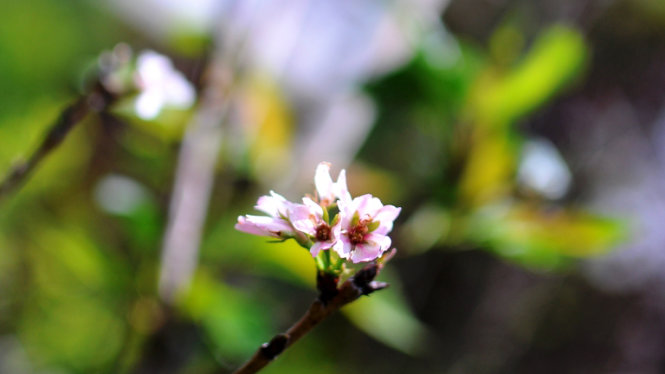 Những nụ hoa Yoshino đầu tiên đã nở tại Đà Lạt - Ảnh: Lâm Thiên
