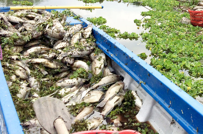 Cá chết bất thường tại hồ thủy lợi Từ Vân 1 (xã Lai Hưng, huyện Bàu Bàng, tỉnh Bình Dương) - Ảnh: XUÂN AN