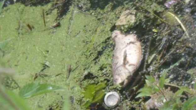 Cá chết ở Aylesbury do nước sông Thames bị ô nhiễm - Ảnh: Cơ quan quản lý môi trường Anh