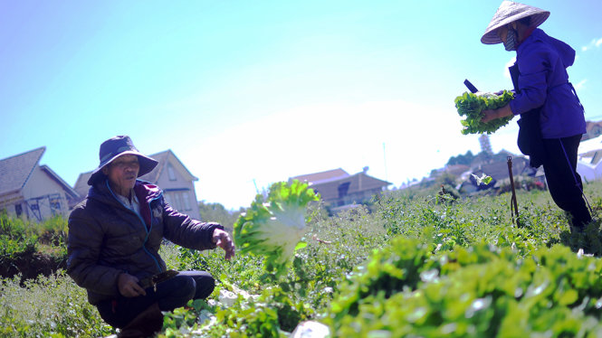Nông dân P.7, TP. Đà Lạt đang thu hoạch rau cô rôn. Đây là loại rau bị rớt giá mạnh nhất vì thị trường tiêu thụ ế ẩm - Ảnh: Lâm Thiên