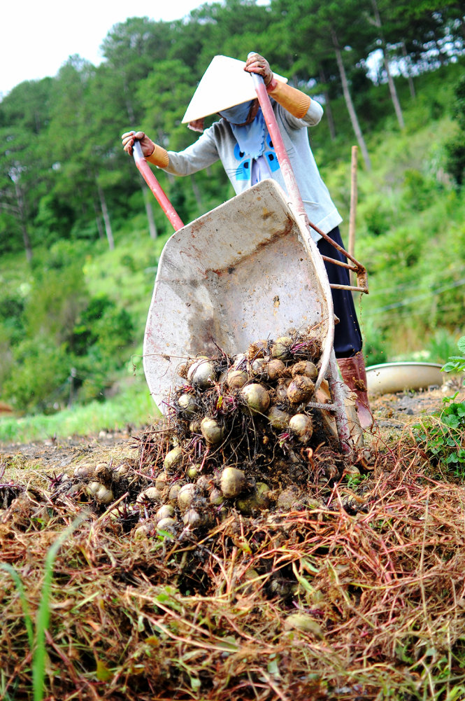 Do không có thương lái thu mua, một nông dân tại P.5, TP. Đà Lạt đành đổ bỏ củ dền để trồng loại rau khác - Ảnh: Lâm Thiên
