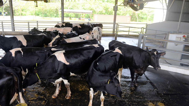 Bò sữa tại thực nghiệm chăn nuôi bò sữa công nghệ cao Israel ở H.Bình Chánh - Ảnh: Hữu Khoa