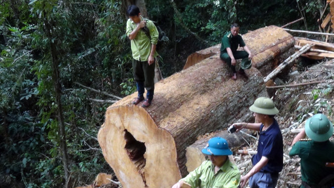 Hiện trường một vụ lâm tặc chặt cây sa mu dầu ở Khu bảo tồn thiên nhiên Pù Hoạt, huyện Quế Phong (Nghệ An) vào tháng 6-2015 - Ảnh: T.Hùng