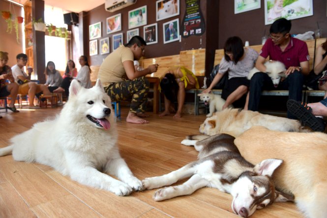 Tại Sài Gòn cà phê chó mèo, bạn sẽ có trải nghiệm độc đáo khi được thưởng thức cafe cùng chú chó hoặc mèo yêu dấu của bạn. Không chỉ thỏa mãn cơn khát, đây còn là một nơi thư giãn tuyệt vời cho cả con người và thú cưng của bạn. Hãy đến và trải nghiệm ngay nhé!