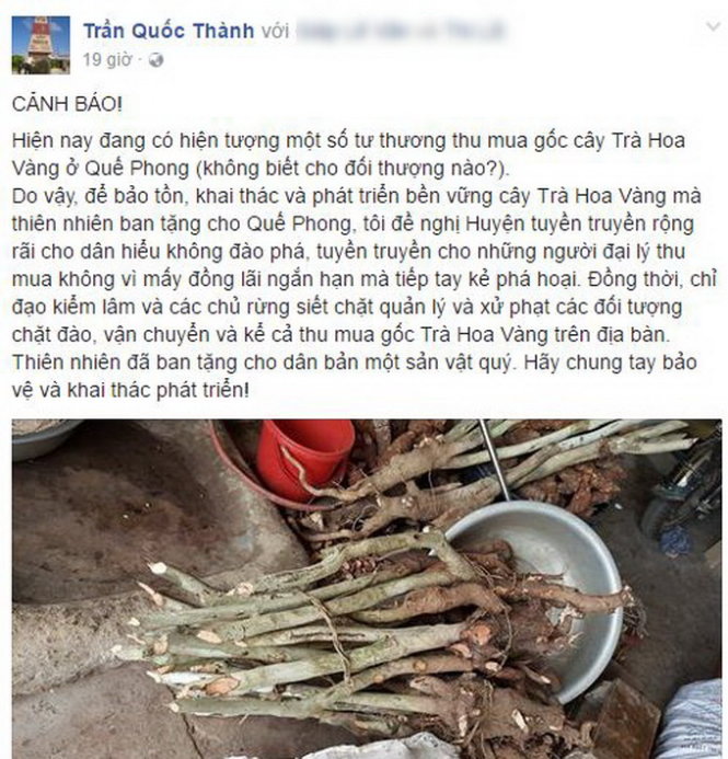 Ông Trần Quốc Thành - giám đốc Sở KH&CN Nghệ An cảnh báo tình trạng thu mua gốc chè hoa vàng trên trang cá nhân của mình - Ảnh: D.HÒA chụp màn hình