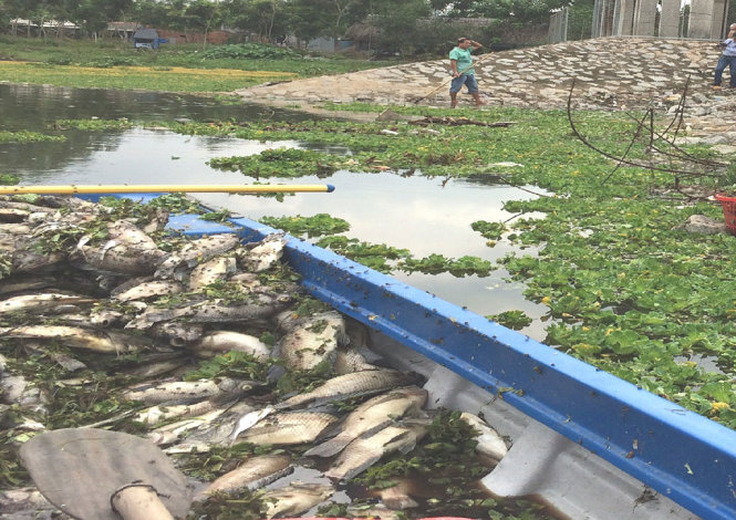 Cá chết trên trên hồ thủy lợi Từ Vân 1 (xã Lai Hưng, huyện Bàu Bàng, tỉnh Bình Dương) - Ảnh: XUÂN AN