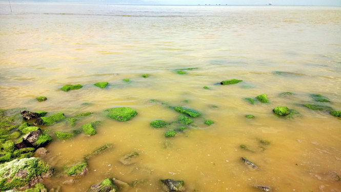 Vệt nước màu vàng này lại là do một loài tảo biển gây ra - Ảnh: Đ.Thành