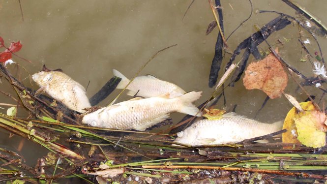 Cá chết nổi trắng trên sông Trầu - Ảnh: L.Trung