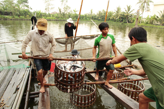 Theo khuyến cáo của cơ quan chức năng, để tránh tình trạng rơi vào “bẫy” giá cao rồi xuống thấp, người nuôi cá tra cần liên kết với 
doanh nghiệp - Ảnh: CHÍ QUỐC
