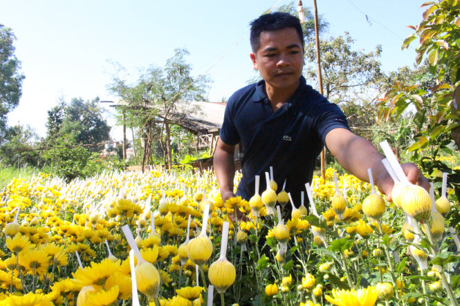 Vườn hoa cúc của anh Y Linh Niê có lãi hơn 100 triệu đồng/năm - Ảnh: THÁI THỊNH