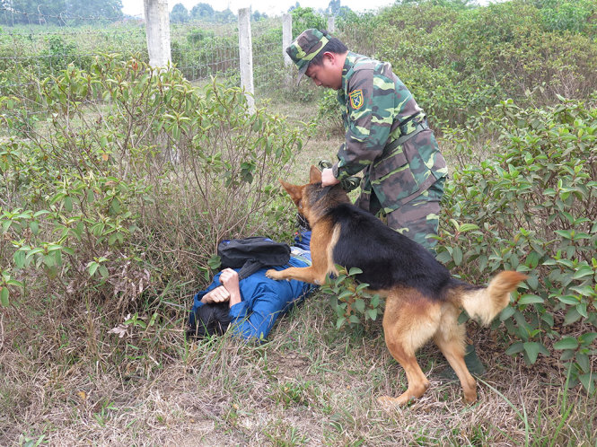 Chú chó Bê-Lít giả định tình huống tấn công đối tượng mang ma túy qua biên giới - Ảnh: TẤN VŨ