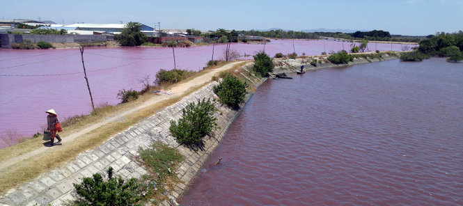 Đầm chứa nước thải của các doanh nghiệp chế biến hải sản xã Tân Hải- phía trong cống số 6 (bên trái đê) có màu đỏ - Ảnh: ĐÔNG HÀ