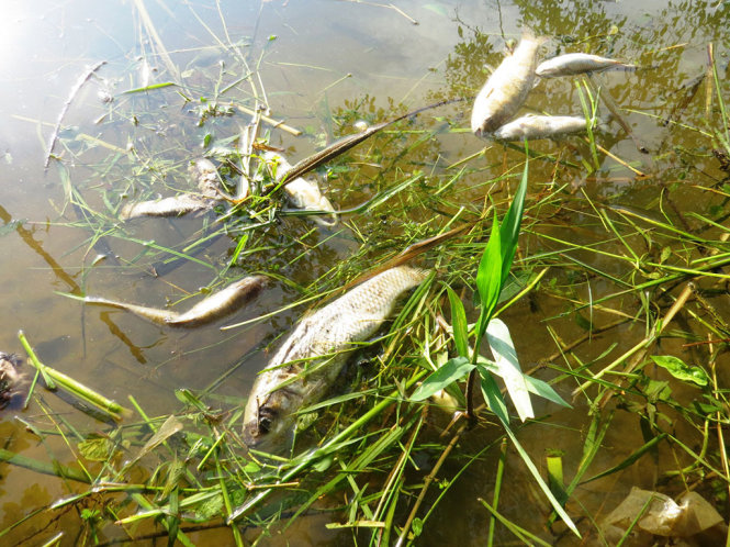 Cá nuôi lồng chết trên sông Bồ đoạn qua xã Hương Toàn (thị xã Hương Trà, Thừa Thiên – Huế) được người dân vớt ra ngoài vào sáng 7-4. ẢNH: NHẬT LINH