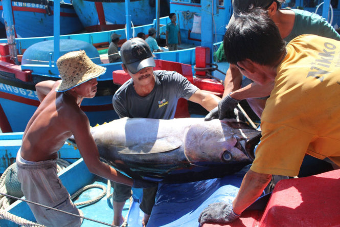 Ngư dân đưa vận chuyển cá ngừ lên bờ tại cảng Hòn Rớ (TP. Nha Trang, Khánh Hòa) sau chuyến đi biển - Ảnh: THÁI THỊNH