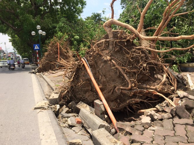 Một gốc cây bị gió quật đổ trên đường Lê Văn Lương trong trận bão năm 2016 - Ảnh: Lâm Hoài
