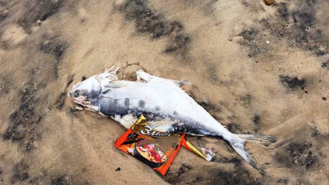 Trưa 13-4, người dân ở thôn Hải Phong 2, xã Kỳ Lợi phát hiện thấy cá chết trôi dạt vào bờ biển - Ảnh: Thắng Dinh