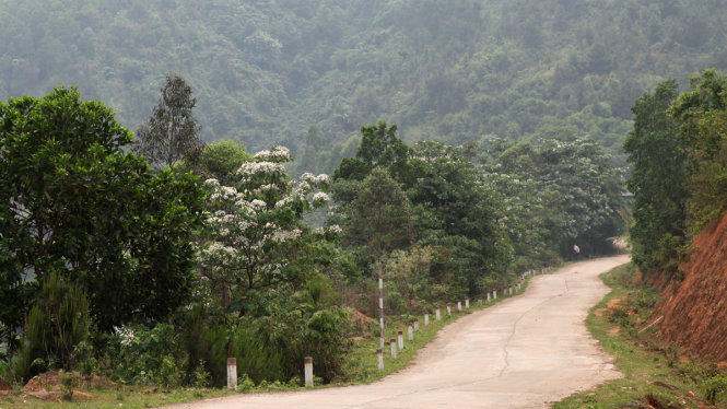 Con đường hoa trẩu Bình Liêu - Ảnh: Thủy Trần