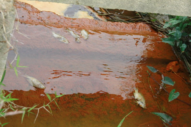 Cá chết còn nổi trên mương nước chảy từ Điện Tiến về xã Hòa Tiến chiều 24-4 -Ảnh: Đoàn Cường