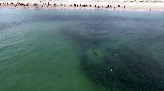 Người dân đứng xem cá mập giữa bầy cá đối đông nghịt - Ảnh: RT/YT