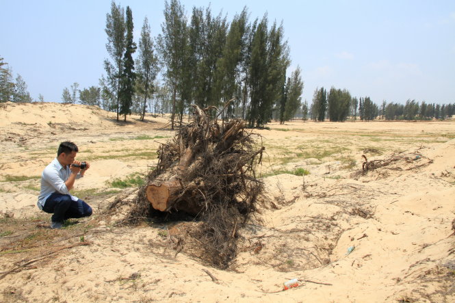 Gốc cây dương gần 20 năm tuổi nằm lăn lóc trên khu đất làm sân golf của New City tại xã An Phú, TP Tuy Hòa (Phú Yên) - Ảnh: Vân Trường