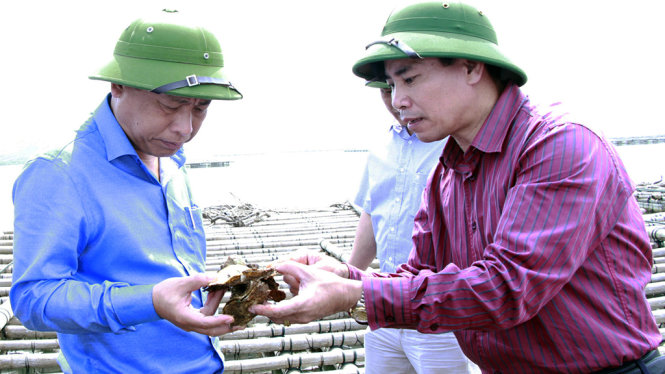 Ông Nguyễn Hữu Giang, giám đốc Sở NN&PTNT (bìa trái) cùng chủ tịch UBND huyện Tiên Yên Trương Công Ngàn (bìa phải) kiểm tra hiện trạng hàu chết - Ảnh: Đức Hiếu