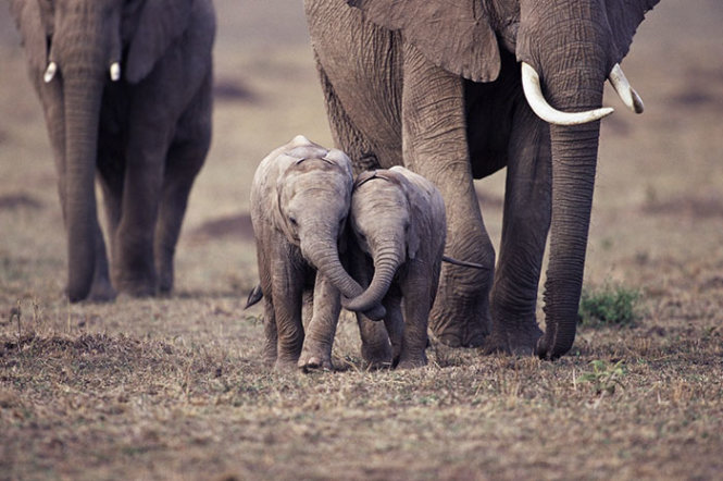 Hai chú voi con cực kỳ đáng yêu bên cạnh voi mẹ