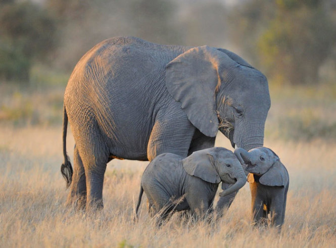 Hai voi con đang âu yếm nhau bên cạnh voi mẹ.