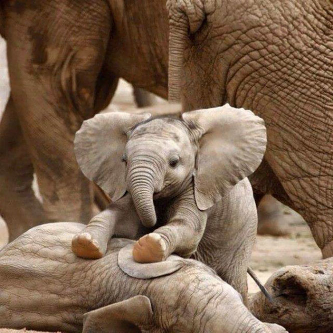 Sau khi ra đời, voi con được những voi khác ở bên bảo vệ cho tới khi đủ cứng cáp để có thể đi được