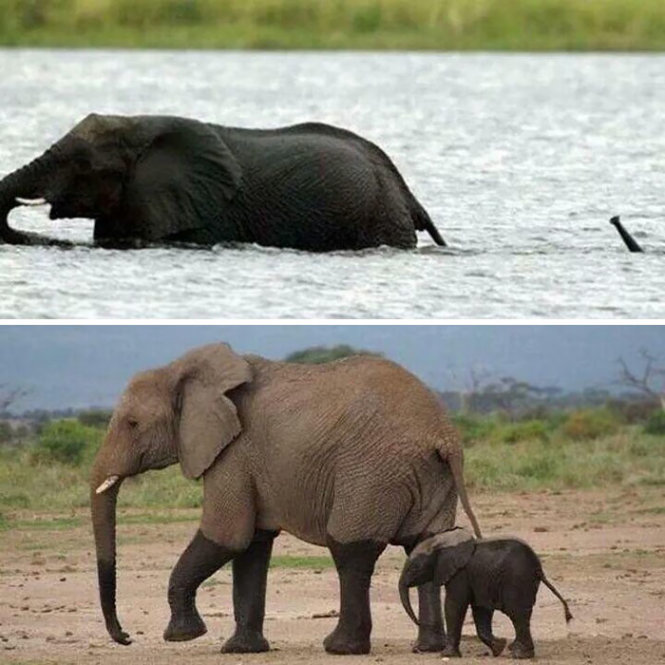 Thông thường sau 12 năm, voi đực sẽ rời bầy ra sống tự lập, còn voi cái vẫn sống với gia đình của nó cho đến suốt đời.